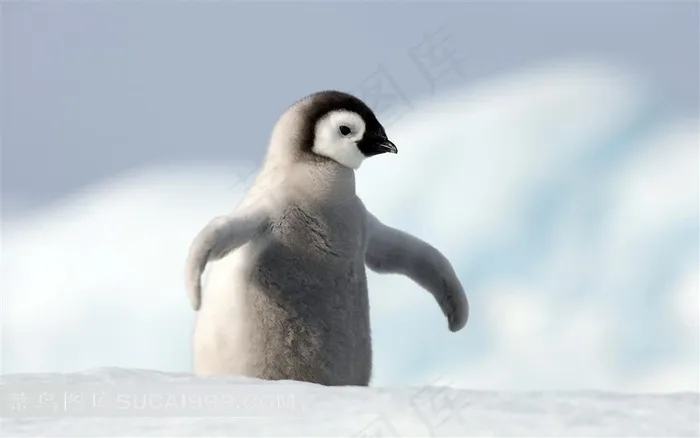 南极冰天雪地中的一只企鹅宝宝