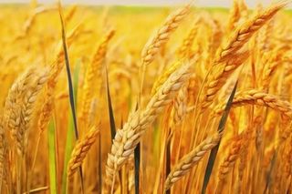 秋季小麦麦穗丰收背景