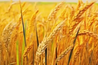 秋季小麦麦穗丰收背景