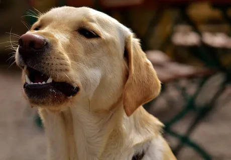 拉布拉多犬头像图片 拉布拉多犬头像图片