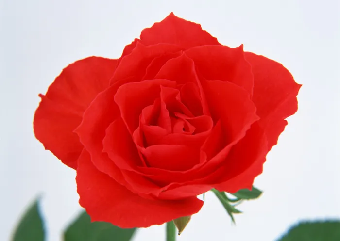 花朵玫瑰素材