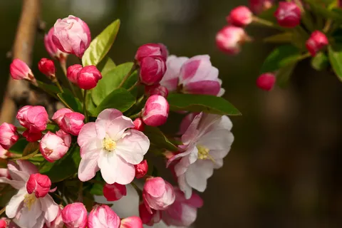 高清鲜花开放图片下载 高清鲜花开放图片下载