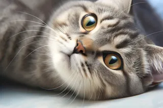 可爱的猫咪躺着特写摄影图