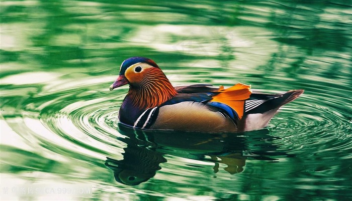 湖中鸳鸯戏水鸟图片