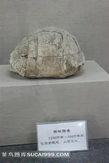 半坡博物馆馆藏乌龟化石文物