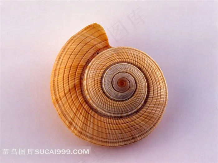 海洋无脊椎动物海螺贝壳大图