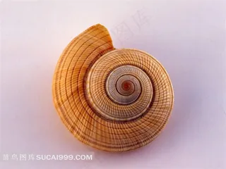 海洋无脊椎动物海螺贝壳大图