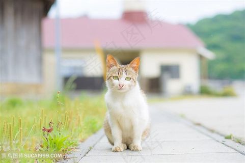 院子里的萌宠猫咪图片 院子里的萌宠猫咪图片