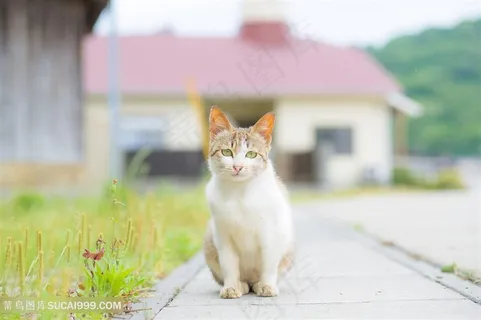 院子里的萌宠猫咪图片 院子里的萌宠猫咪图片