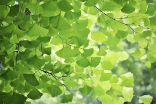 绿色银杏叶背景