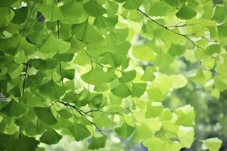 绿色银杏叶背景