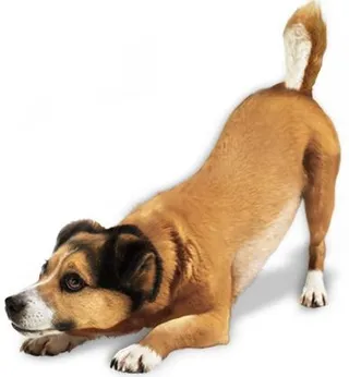 狗 PNG 图像，图片，下载，狗免抠