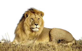 狮子动物园动物森林野生设计素材