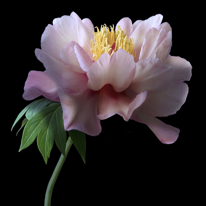 唯美高清芍药鲜花图片