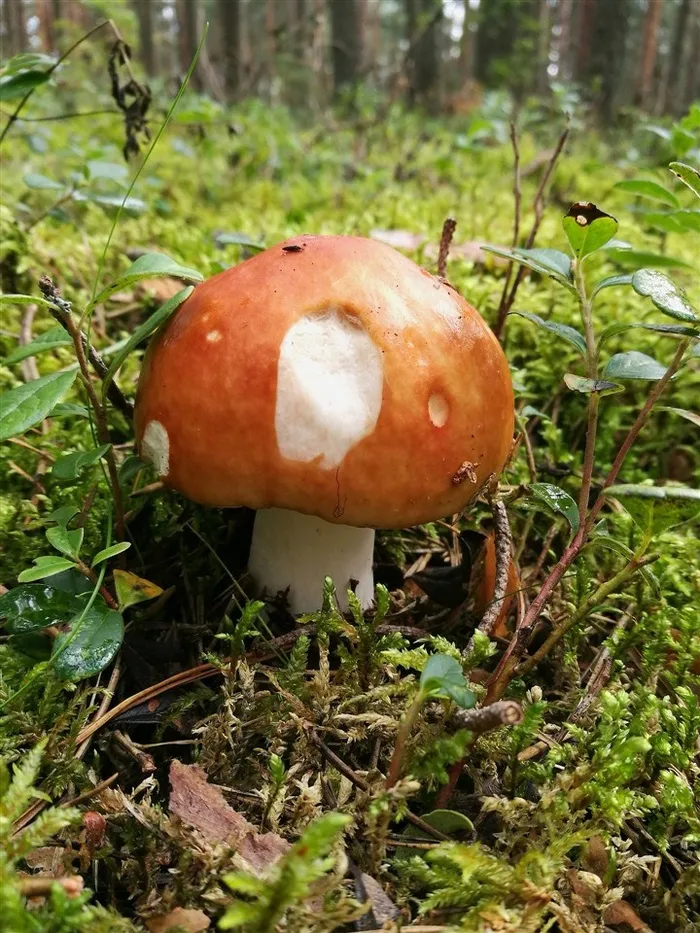 野生的小蘑菇