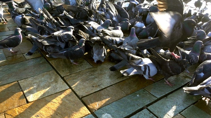 鸽子在街上吃