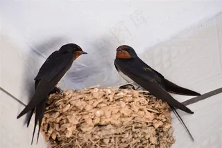 燕子窝旁边的2只燕子