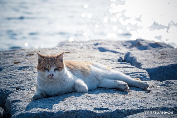 海边休憩的猫咪图片