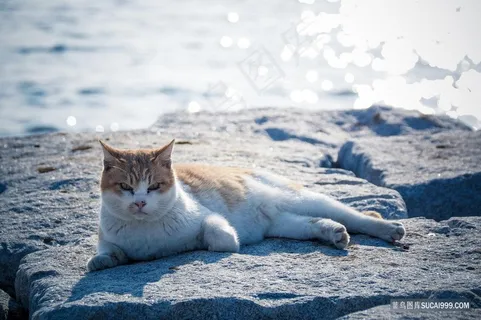 海边休憩的猫咪图片