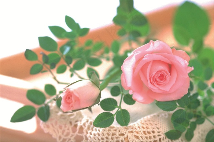 粉红色的玫瑰花