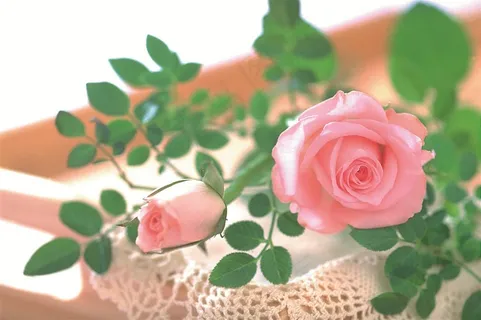 粉红色的玫瑰花