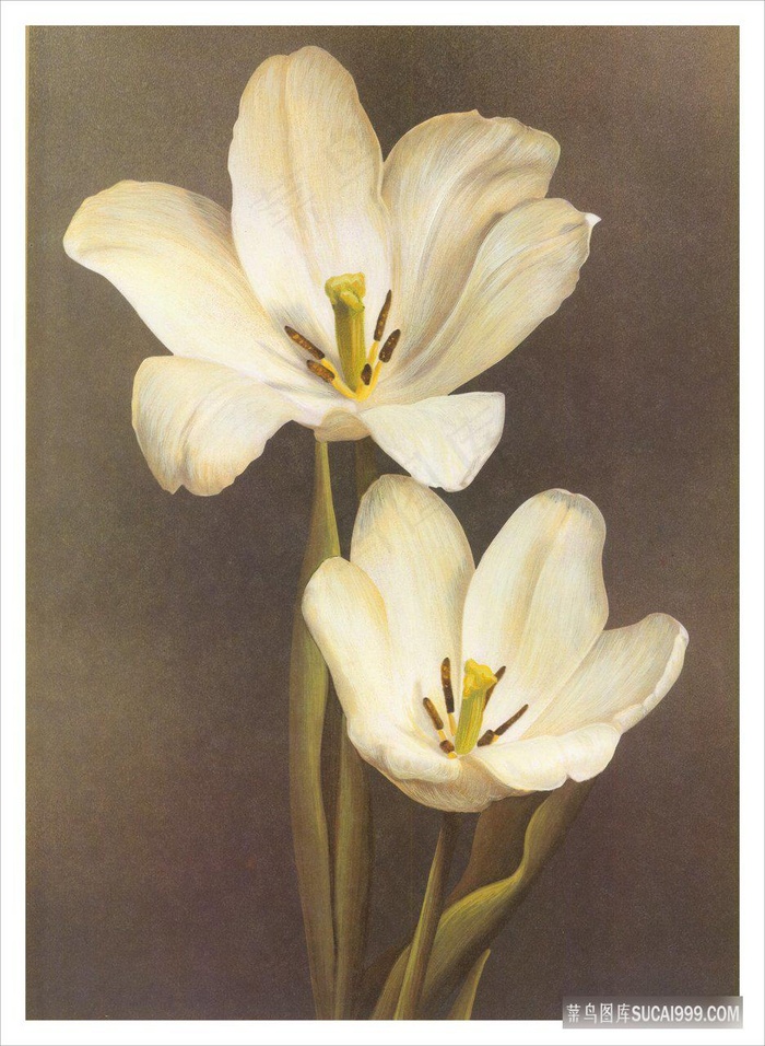 唯美白色花卉花束插画