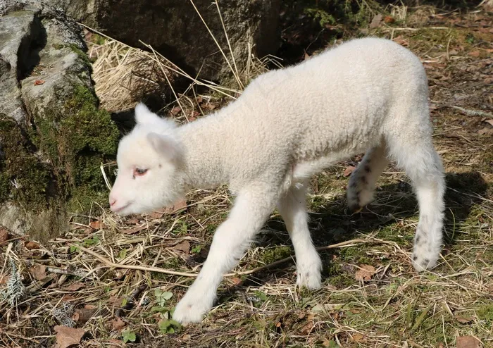 可爱白色小羔羊图片