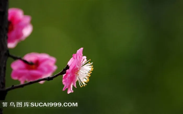 唯美梅花摄影桌面壁纸