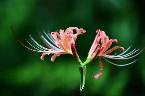 精美彼岸花花朵图片 精美彼岸花花朵图片
