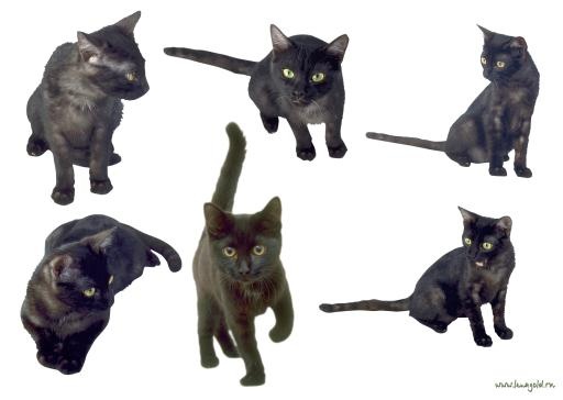 6只猫 PNG免抠(1988x1416)