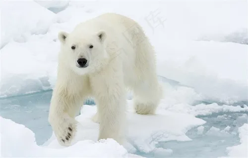 在冰川上行走的北极熊高清图片 在冰川上行走的北极熊高清图片