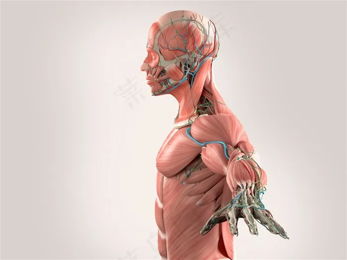 人体肌肉组织图片