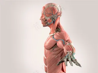 人体肌肉组织图片