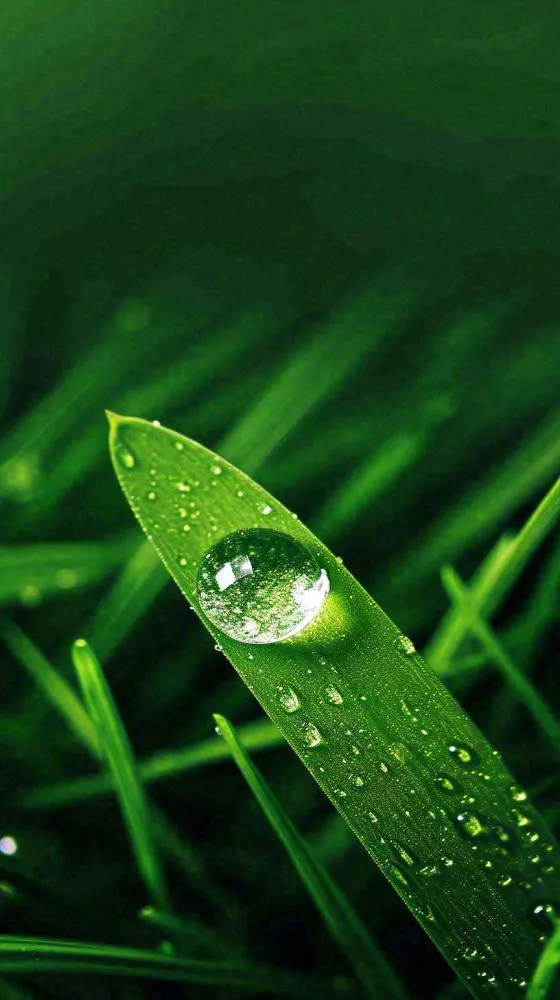 春天树叶草叶上晶莹剔透的水珠，雨水摄影图(816x1456)