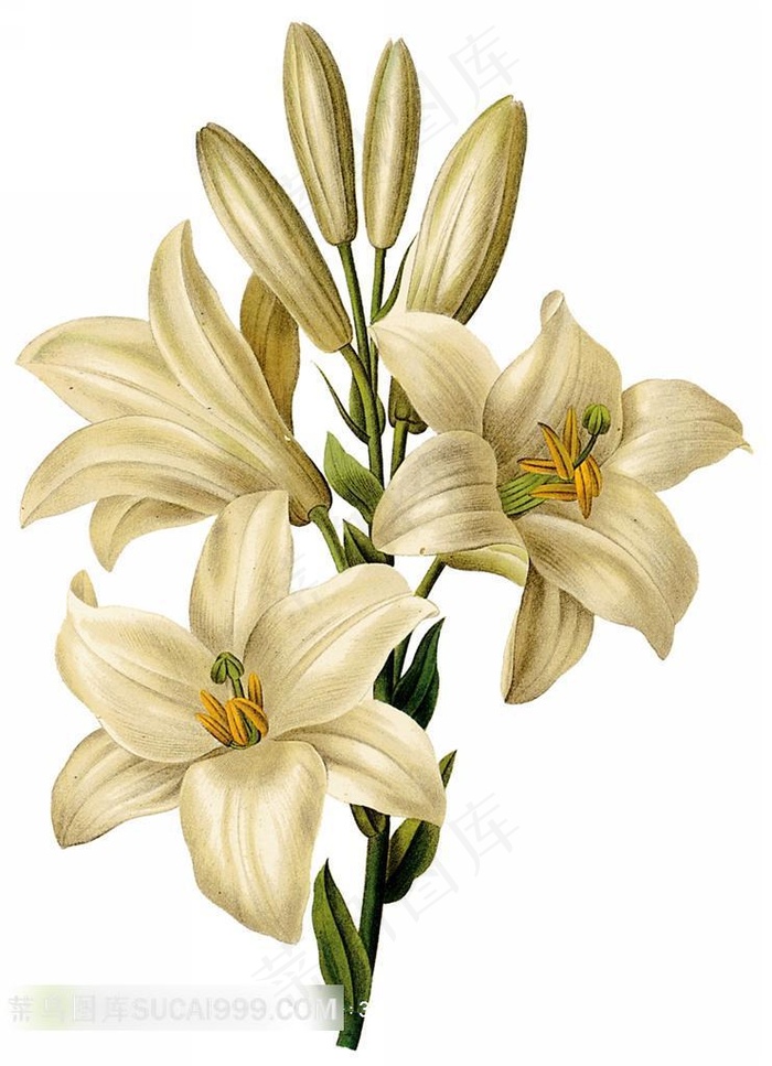 外国手绘百合花精美插图
