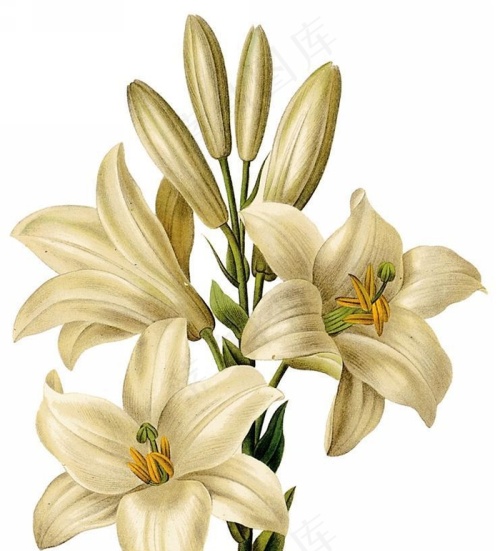 手绘水仙花、月季花、百合花等高清图片