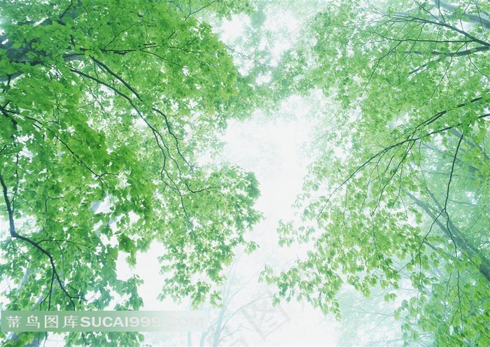 天空下的森林摄影