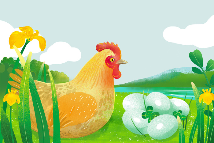 母鸡孵蛋绿壳鸡蛋手绘插画海报psd模版下载