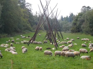 羊白羊牧场动物素材动物实拍