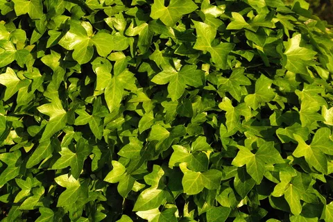 植物爬山虎图片 植物爬山虎图片