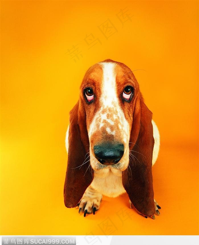 宠物狗（盯死你）