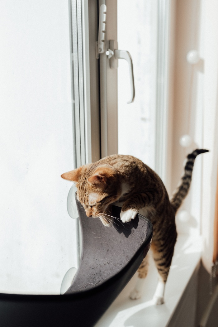 可爱猫咪猫猫摄影素材