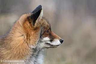 忧愁的小狐狸图片