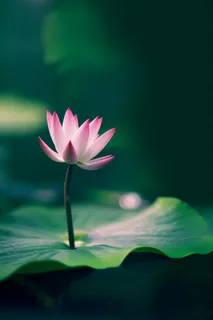 绿色清爽荷花节气背景