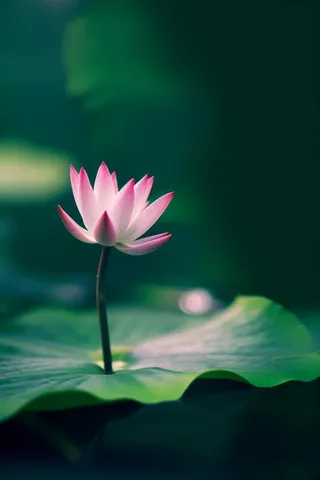 绿色清爽荷花节气背景