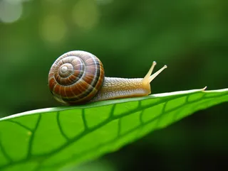 蜗牛爬在绿叶上面特写摄影图