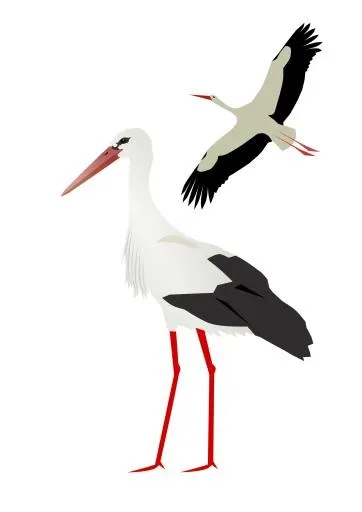 鹳 PNG免抠(2000x2828)