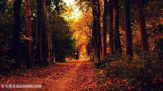 红色枫叶枫树林荫道树林图片