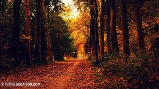 红色枫叶枫树林荫道树林图片