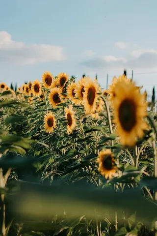 黄色向日葵摄影素材